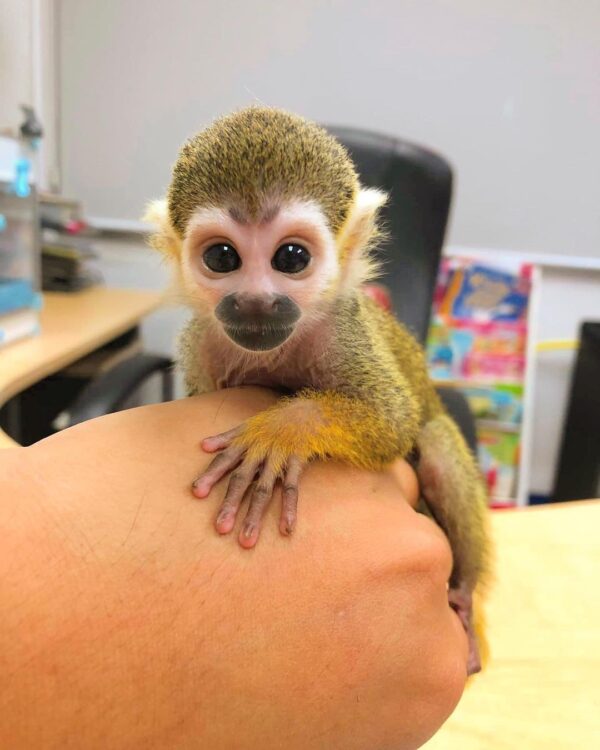 Where Can You Buy A Squirrel Monkey