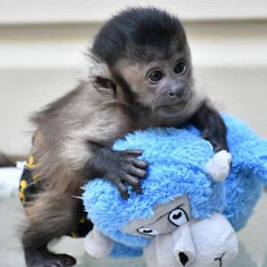 capuchin monkey adoption